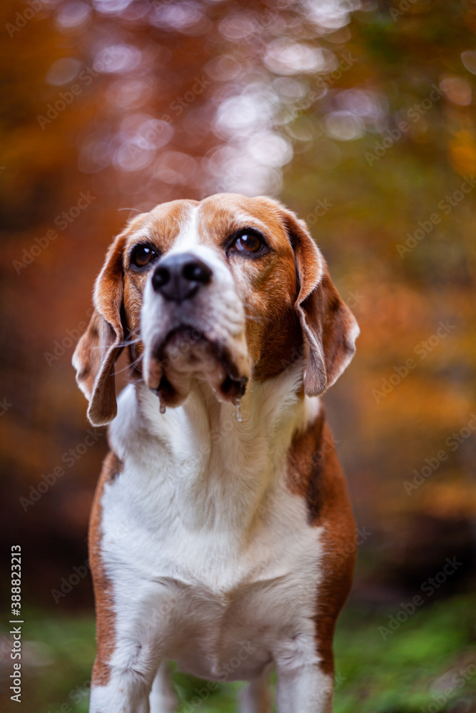 Beagle Dog Portrait. Adult beagle hound in the forest. 