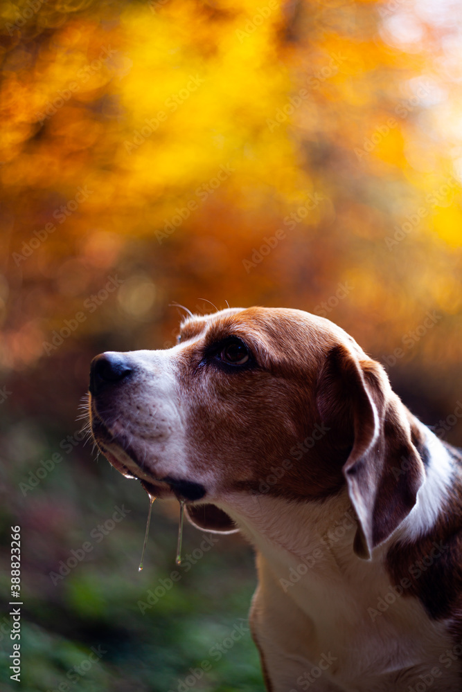 Beagle Dog Portrait. Adult beagle hound in the forest. 