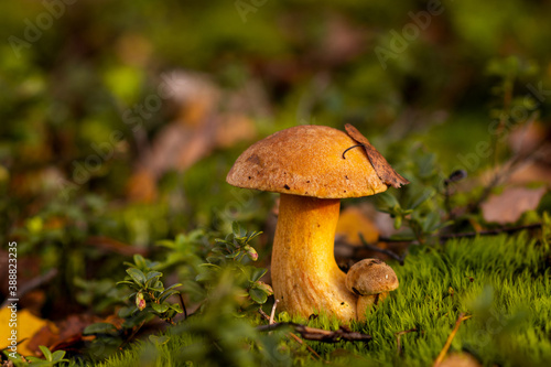 mushrooms in the forest (Suillus variegatus)	