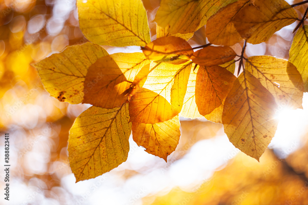Colorful leaves of a beech tree in autumn season. Autumn beech leaves decorate. Beautiful Close up of autumn golden leaves in the forest. Colors of fall. Rusty leaves