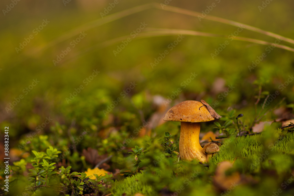 Mushrooms (Suillus variegatus) in forest Mushrooms (Suillus variegatus) in forest
