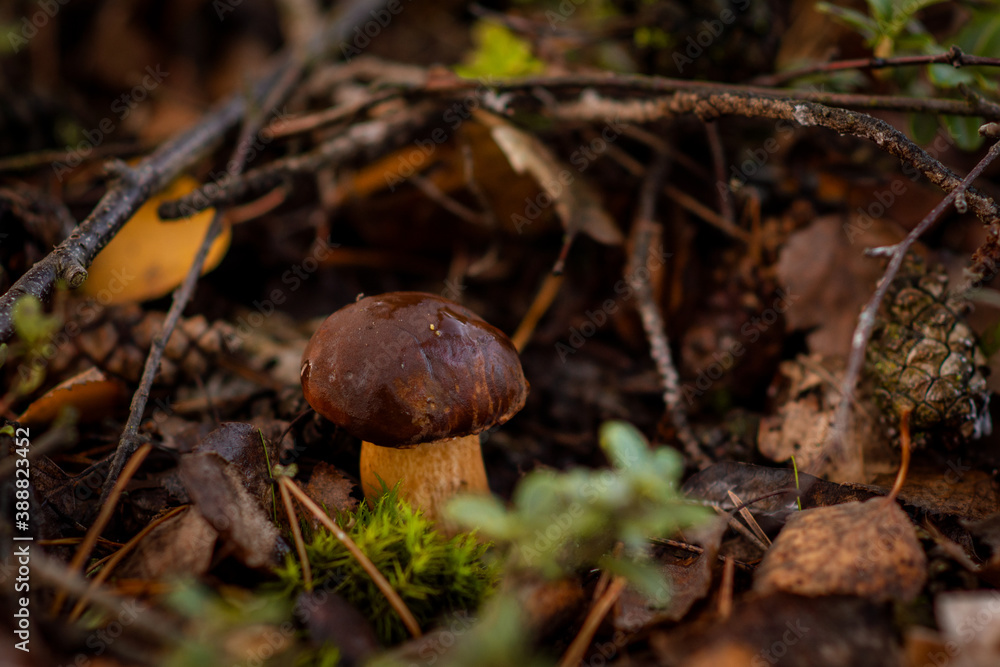 mushrooms in the forest (Suillus variegatus) mushrooms in the forest (Suillus variegatus)