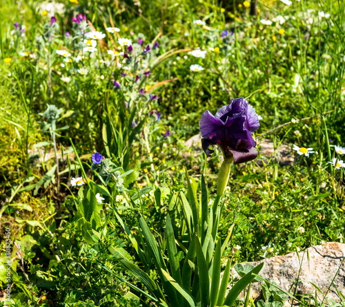 Gilboa iris. Iris haynei Baker. Gilboa Iris Blooming in the natural environment. Israel photo