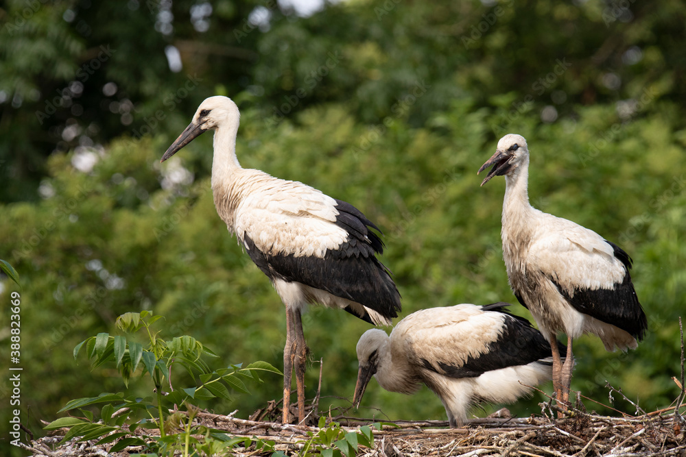 Naklejka premium Three young Storks at nest