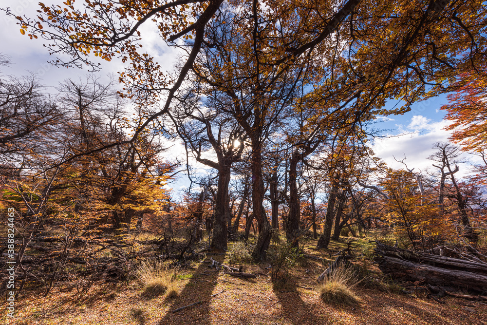 Charming autumn scenery, a famous tourist attraction in Latin America. The location is in the Glacier National Park, Argentina. Charming autumn scenery, a famous tourist attraction in Latin America. The location is in the Glacier National Park, Argentina.