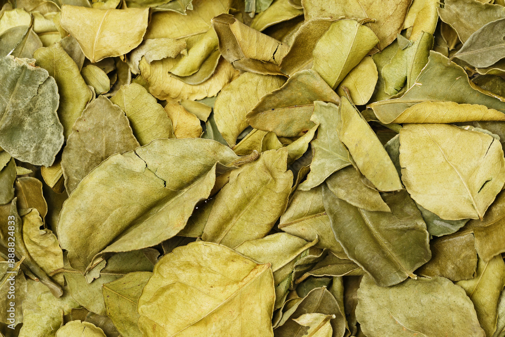 Top view closeup image of kafir lime leaves as food natural background. Thailand herbs and spices. Top view closeup image of kafir lime leaves as food natural background. Thailand herbs and spices.