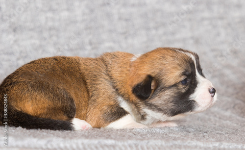 small welsh corgi pembroke puppy