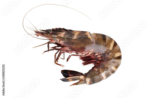 Фотография Closeup image of raw tiger prawn isolated at white background.