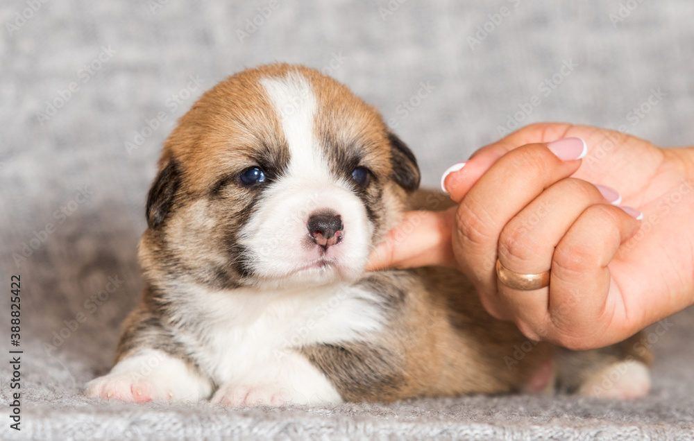 newborn welsh corgi pembroke puppy lying on a blanket