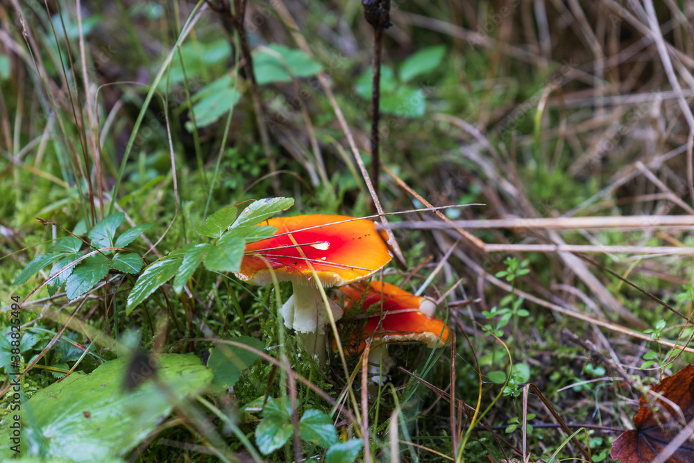 poisonous red shining toadstool in the grass poisonous red shining toadstool in the grass