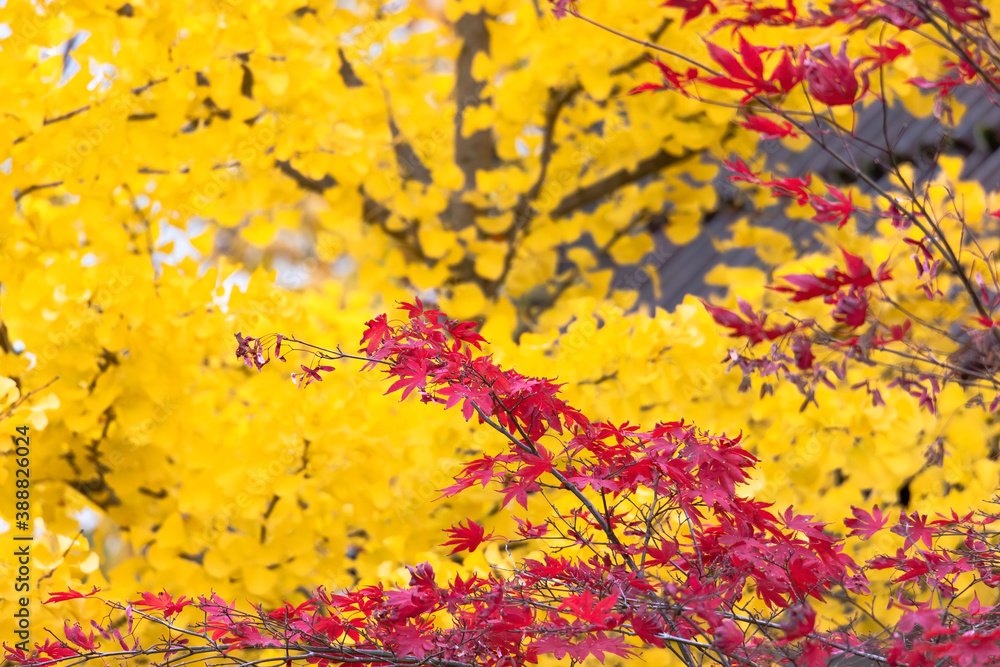 brightly colored leaves in autumn