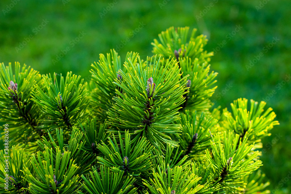 Pinery pattern background with fluffy fir needles Pinery pattern background with fluffy fir needles