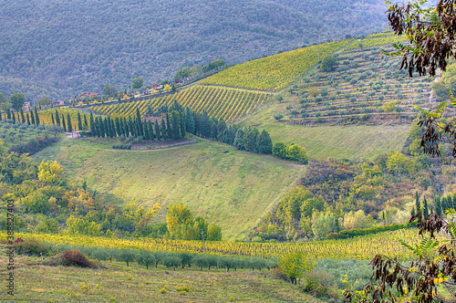 Terraced vineyards and olive groves on mountainside in Rada  Tuscany  Italy