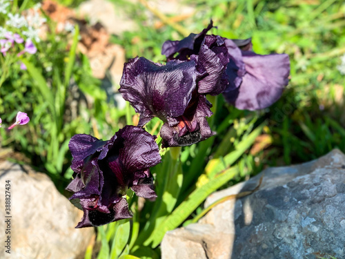 Gilboa iris. Iris haynei Baker. Gilboa Iris Blooming in the natural environment. Israel photo