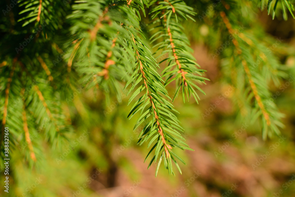 Fir branch blurred background Fir branch blurred background