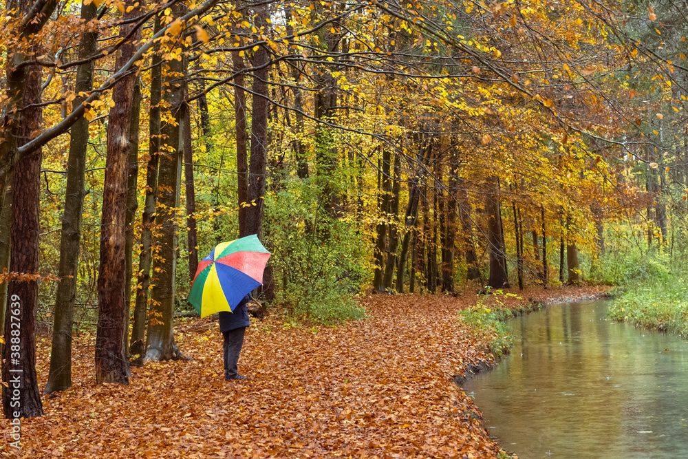 Person walks with colorful umbrella in the forest under autumnal leaves in the rain