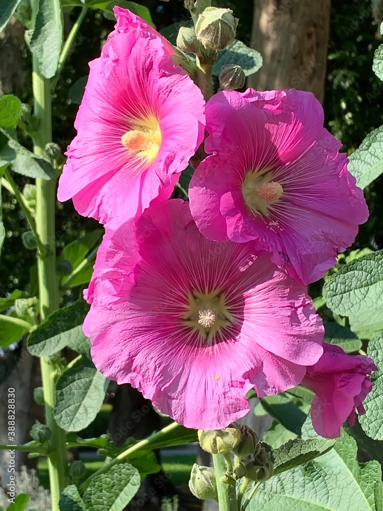 Mallow, a herbaceous plant with hairy stems, pink or purple flowers, and disk-shaped fruit. Several kinds are grown as ornamentals, and some are edible. Mallow, a herbaceous plant with hairy stems, pink or purple flowers, and disk-shaped fruit. Several kinds are grown as ornamentals, and some are edible.