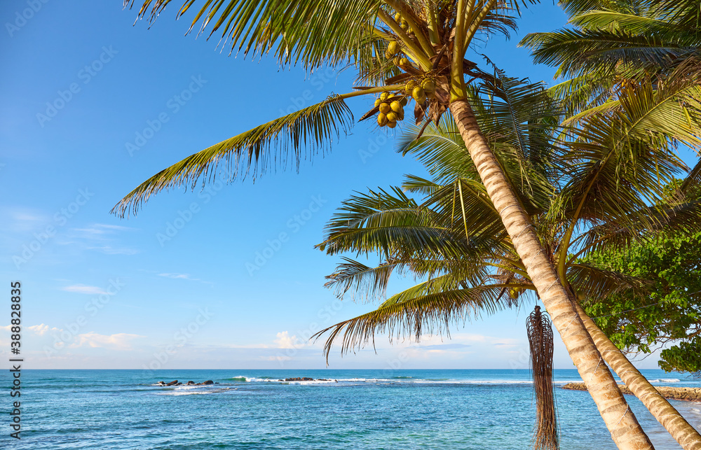 Coconut palm trees on a tropical beach against the blue sky. Coconut palm trees on a tropical beach against the blue sky.