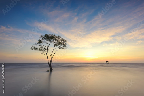 A lonely tree on a beach in sunrise, Go Cong district , Tien Giang province, Vietnam. © ducvien