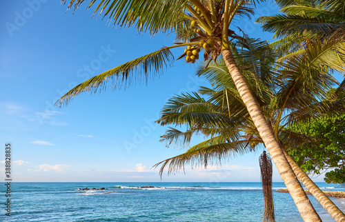 Coconut palm trees on a tropical beach against the blue sky.