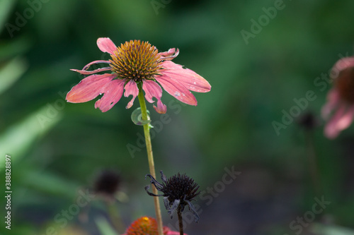 Coneflower blooming in the sunshine