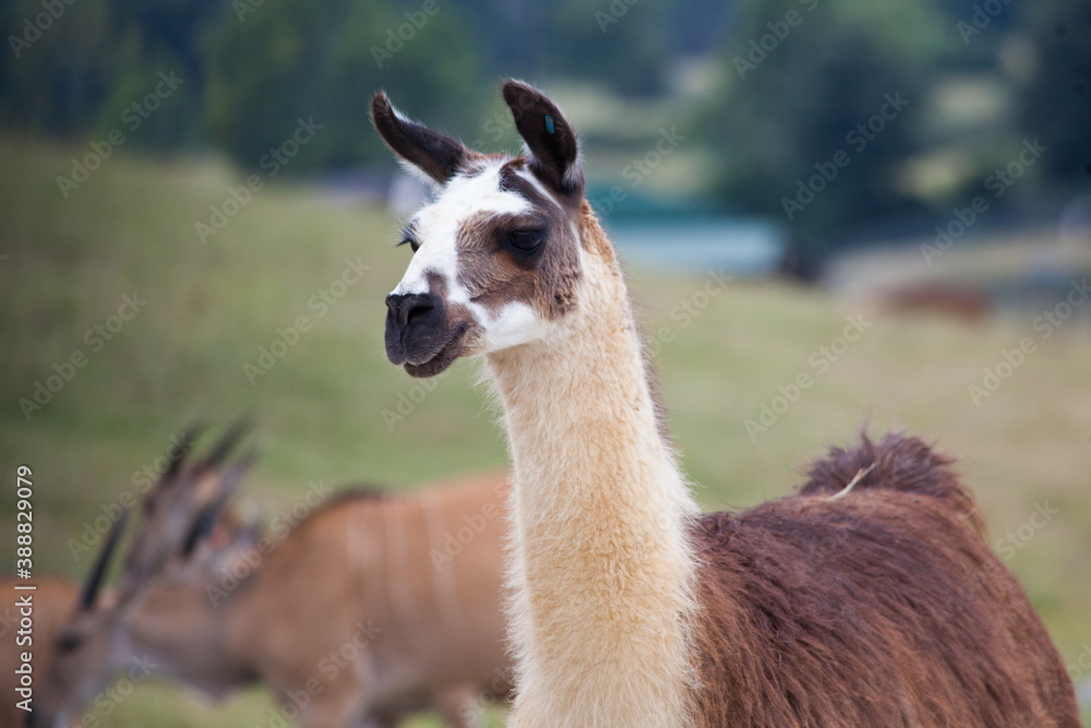 Fototapeta premium Llama outdoors in the sunlight