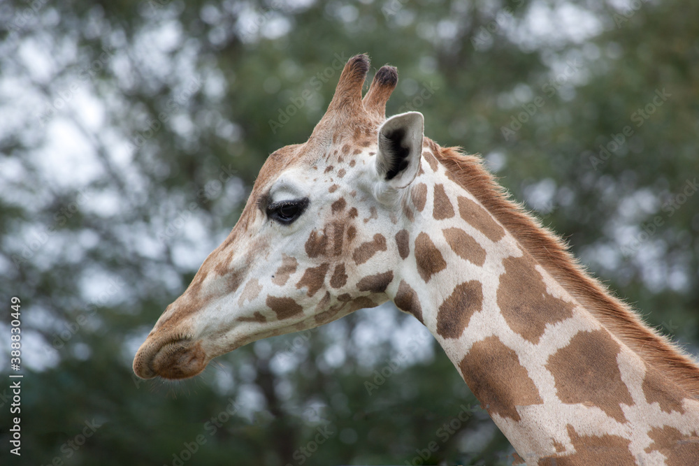 Giraffe outdoors with trees in the background Giraffe outdoors with trees in the background