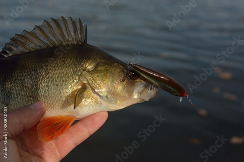 Summer fishing, perch fishing spinning reel on the lake