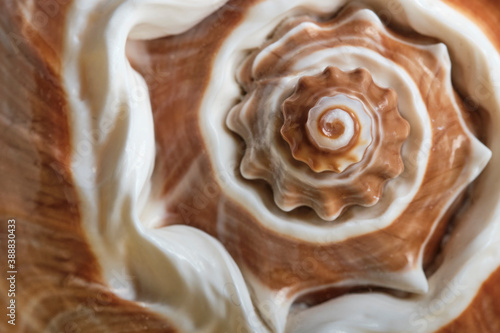 Abstract background, natural texture. Seashell close-up, small depth of field, selective focus.