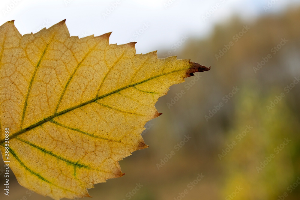 leaf,autumn leaf,autumn