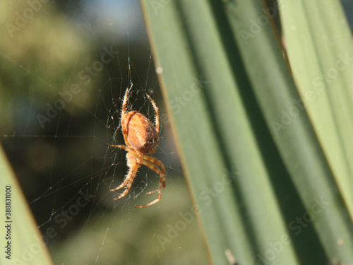 spider with its web on a plan