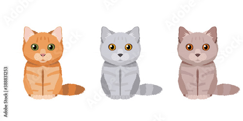 Set of illustrations of three british shorthair cats in different colors: red, gray and lilac. Vector cats collection for your design isolated on white background