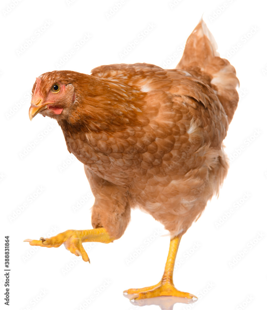 one brown walking chicken isolated on white background, studio shoot