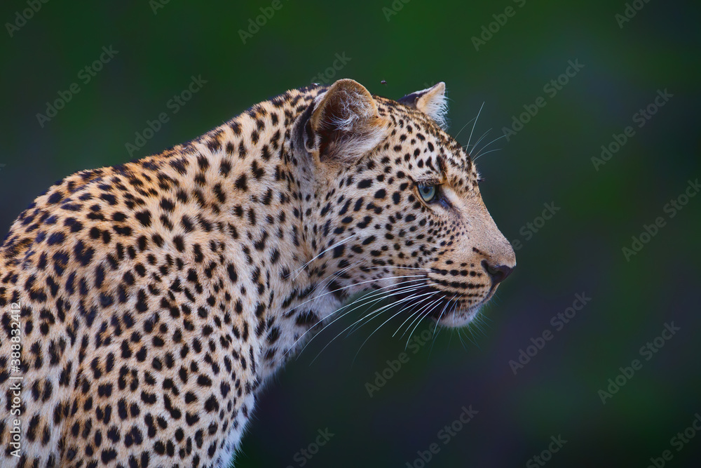 Portrait of a Leopard with a green background in Sabi Sands game reserve in the Greater Kruger Region in South Africa Portrait of a Leopard with a green background in Sabi Sands game reserve in the Greater Kruger Region in South Africa