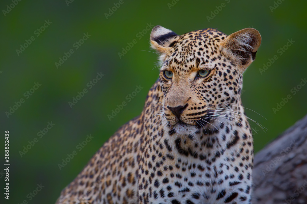 Naklejka premium Portrait of a Leopard with a green background in Sabi Sands game reserve in the Greater Kruger Region in South Africa