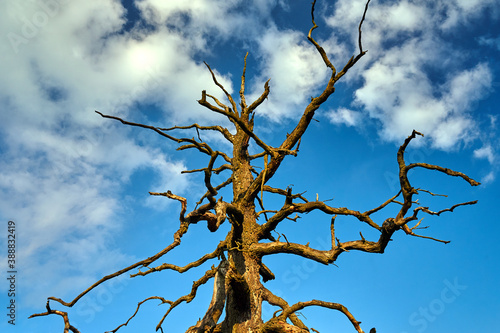 The trunk and boughs of a dry oak against the background of a blue sky