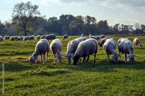 A herd of sheep grazing in a meadow in the Warta River backwaters