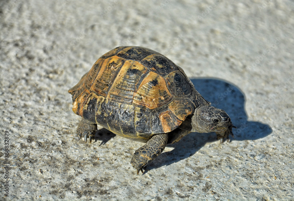 A tortoise is walking in the city. A tortoise is walking in the city.