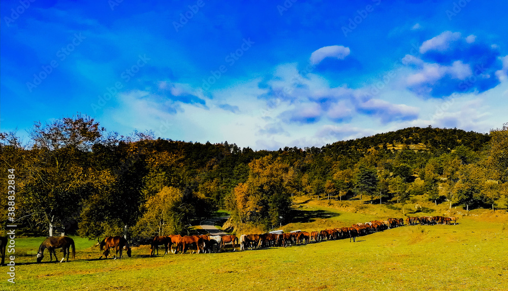 Fototapeta premium autumn landscape with trees