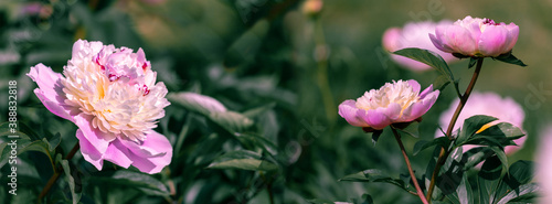 Pale pink peonies on a background of green leaves.