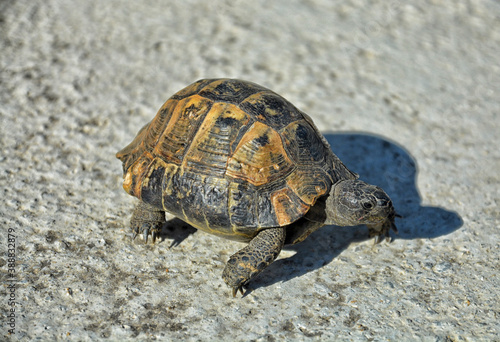 A tortoise is walking in the city.