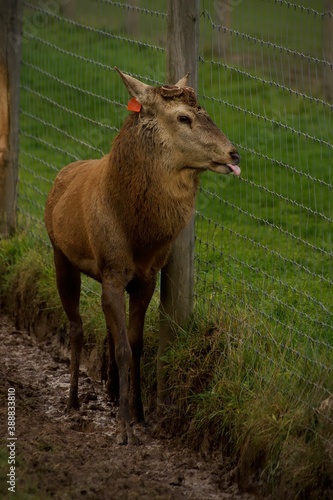 deer in the forest