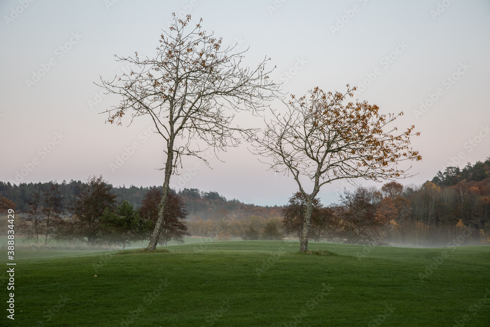 Two trees on a field with surrounding mist Two trees on a field with surrounding mist
