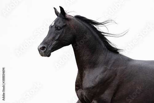 Head of a beautiful black arabian horse with long mane on white background, portrait in motion closeup.