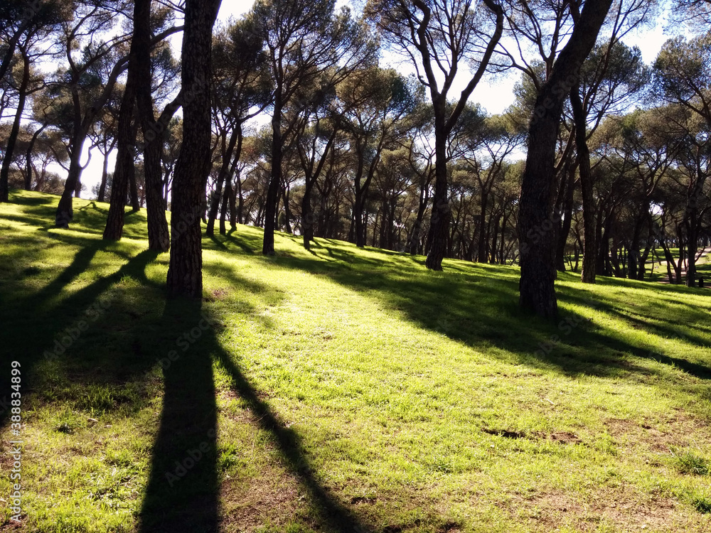 Parque de pinos en primavera Parque de pinos en primavera