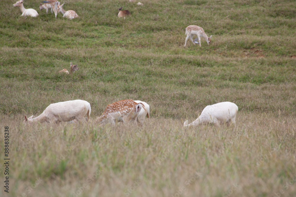 Obraz premium Spotted deer in a field