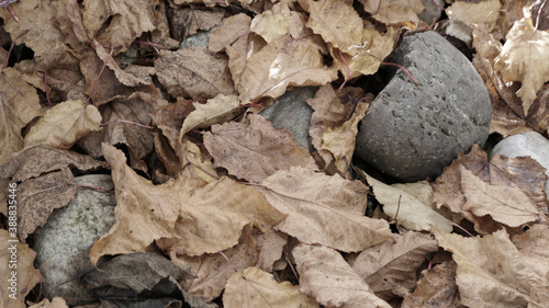 Beautiful autumn leaf background mixed with pebble stones