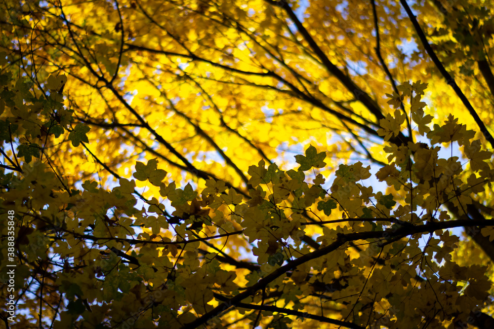 Blick durch das Blattwerk eines bunten Herbstlaubes