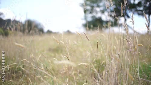 wheat field with selective focus, moved by the wind, with mountain in the background