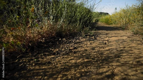 Canyon trail with yellow flowers. photo